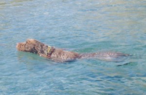 Wirehaired pointing griffon 