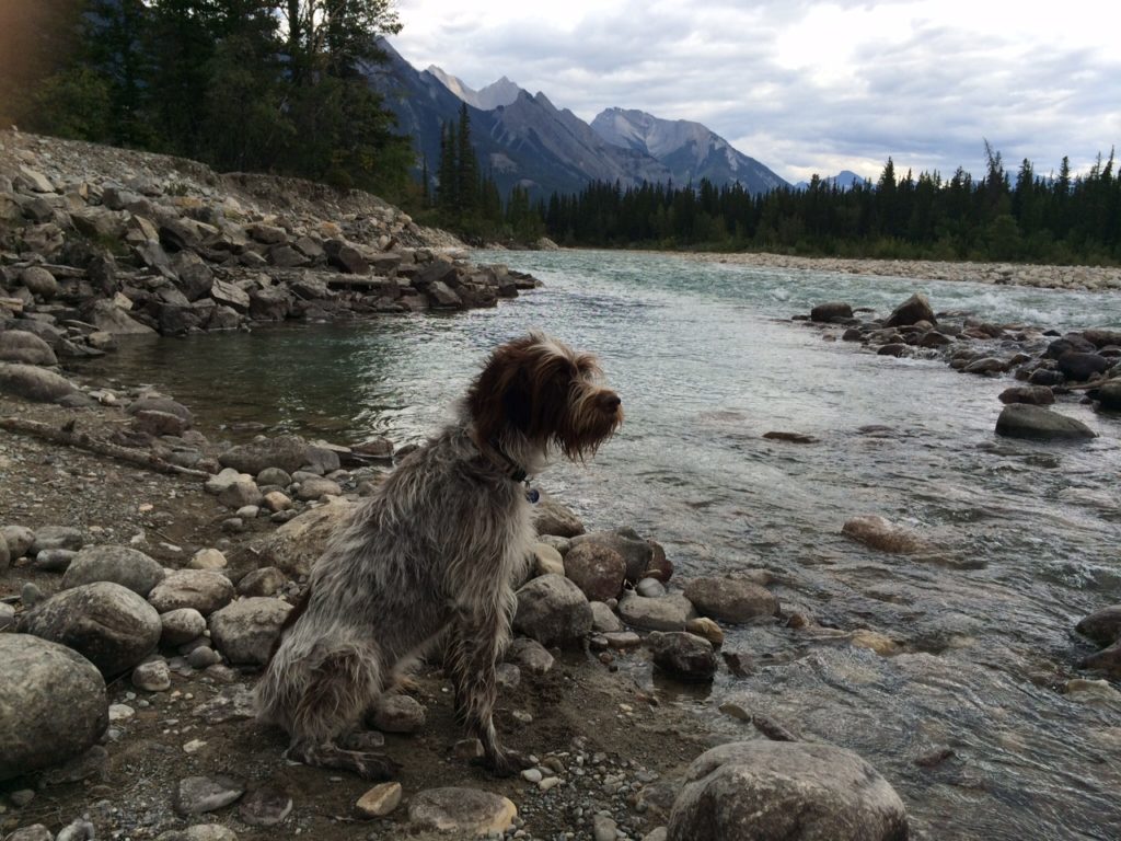 Wirehaired Pointing Griffon 
