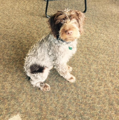 Baby Wirehaired pointing griffon puppy