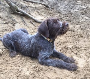 Wirehaired Pointing Griffon Puppies for sale Idaho