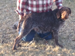 Willow Wire haired pointing griffon