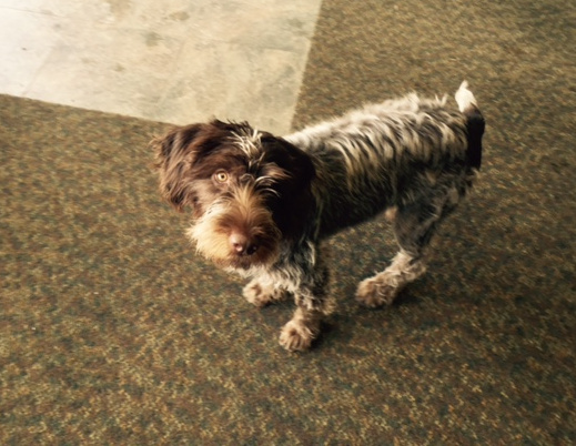 Baby wire haired pointing griffon puppy