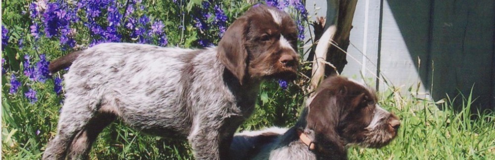 Snake River Griffons